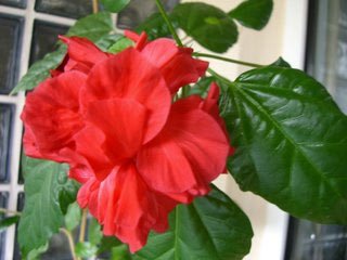 Trandafir japonez - hibiscus