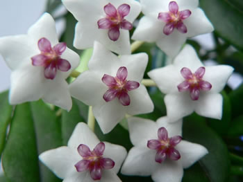 Plante - Hoya - Floarea de ceara