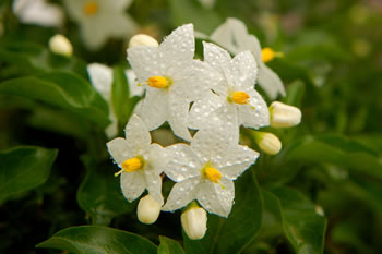 Plante - Iasomia