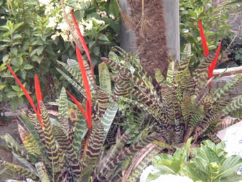 Plante -Vriesea Splendens